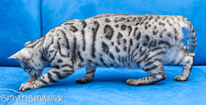 Bengal silber rosetted